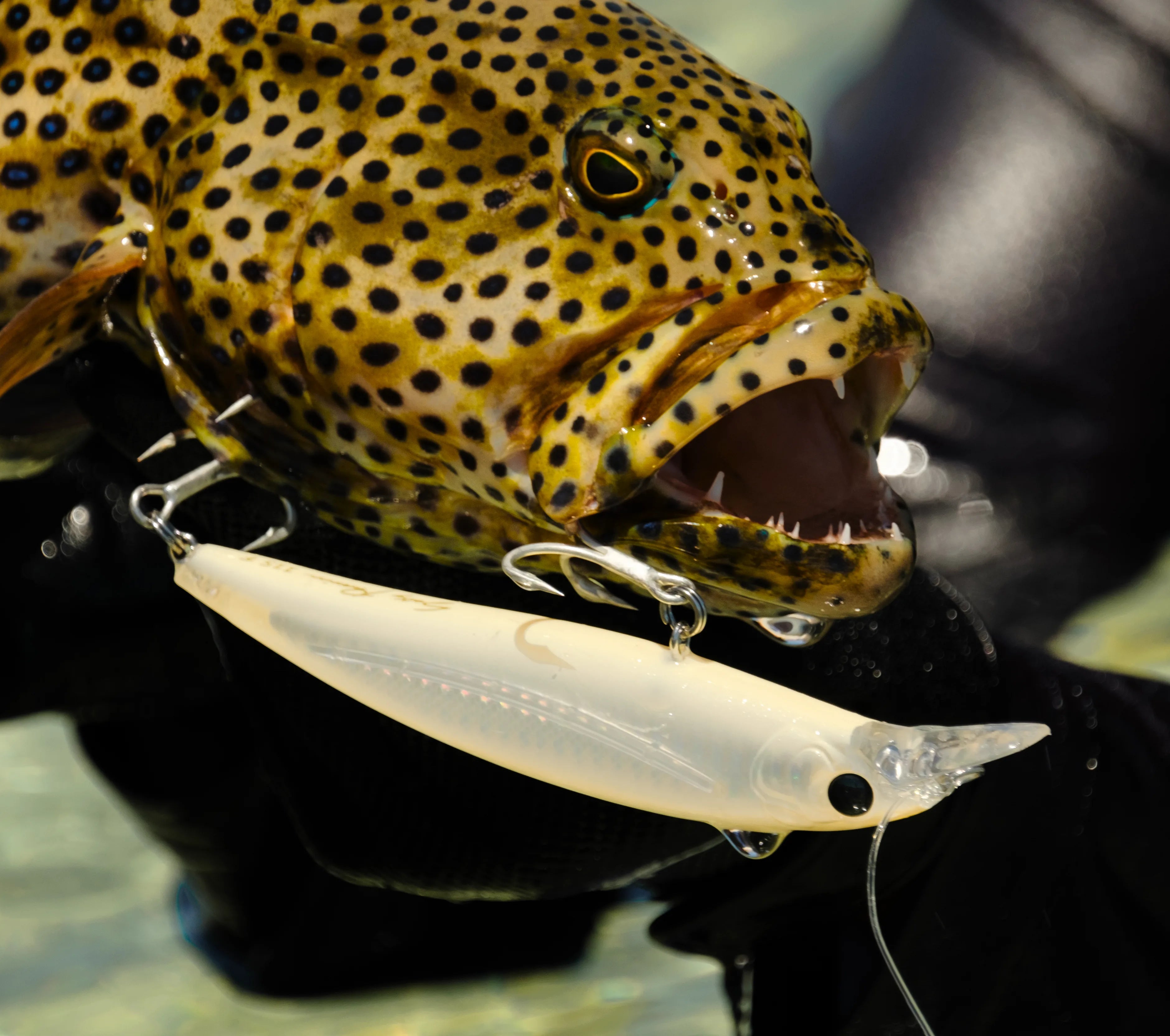Saltwater predator fish caught on a Cavy Fishing hard bait lure – designed for GT, kingfish, mackerel, and coral trout