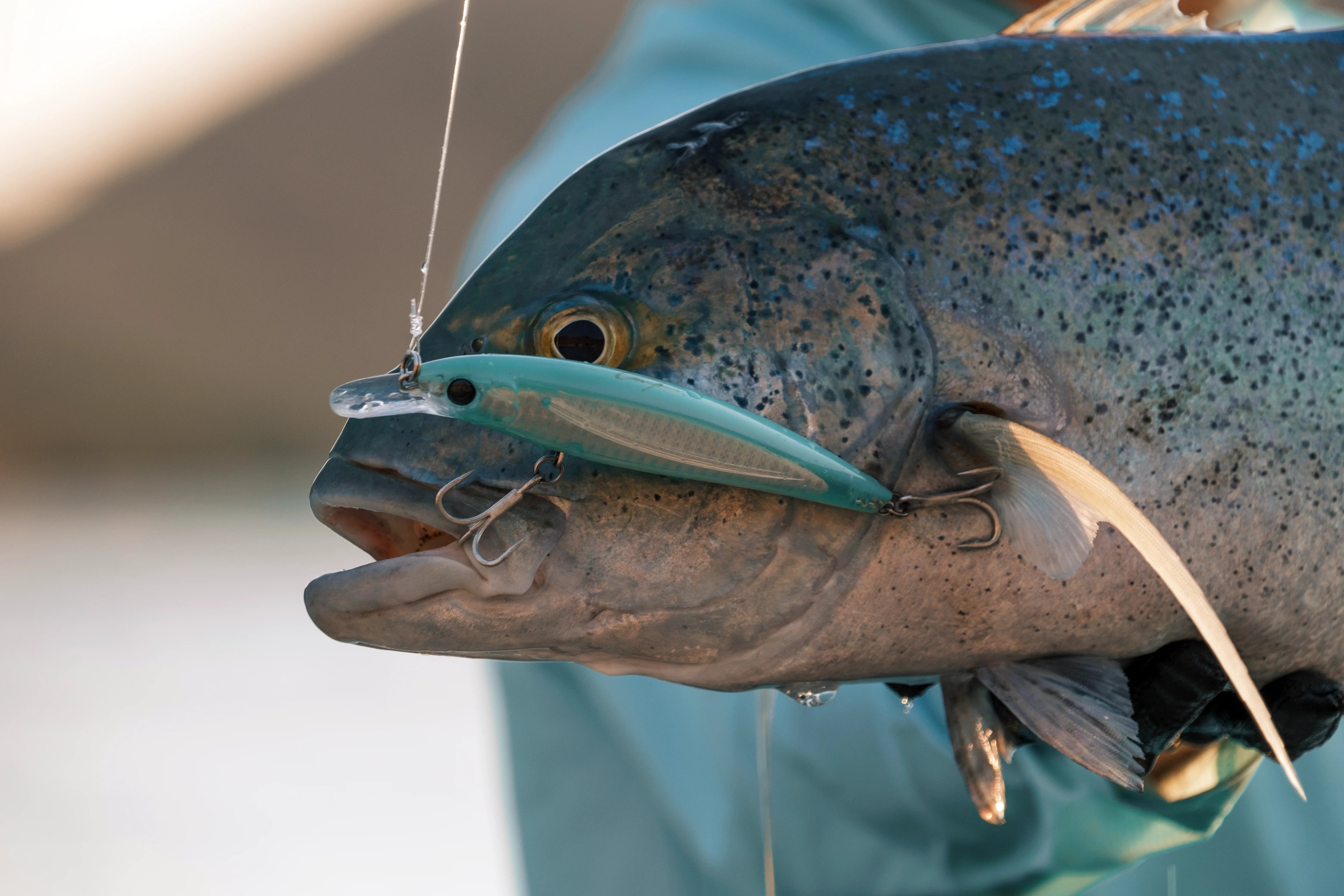 Hard Baits