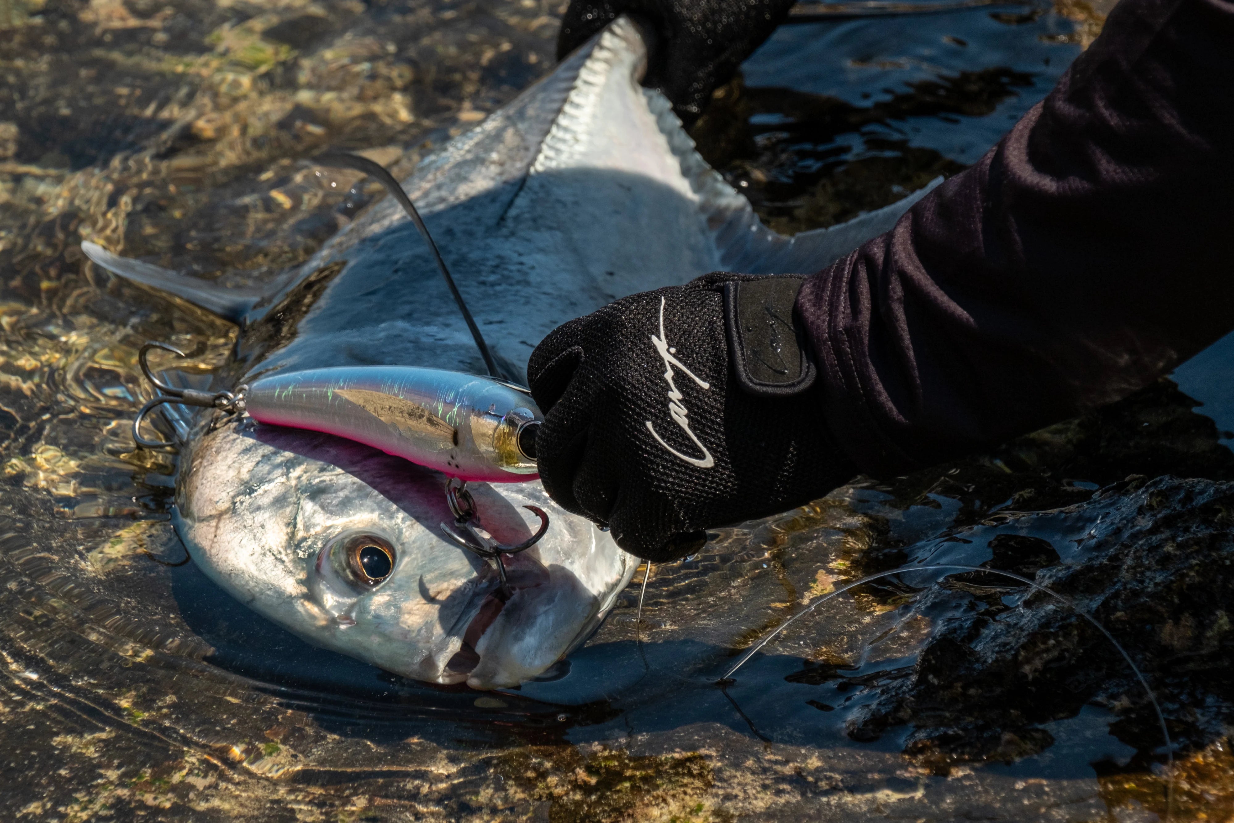 Angler wearing Cavy Fishing gloves holding a saltwater fish caught on a handmade lure near the rocks